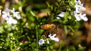 Foto: rollingroscoe @morguefile.com